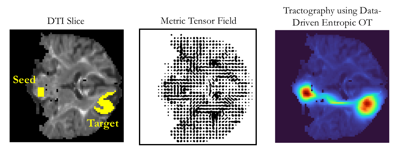 Entropic optimal transport paper thumbnail
